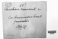 Aecidium ranunculi image